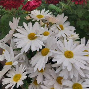 Chrysanthemum Elaines Hardy White