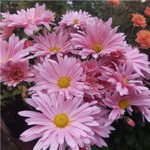 Chrysanthemum Esther