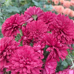 Chrysanthemum from the Wye Valley