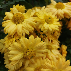 Chrysanthemum Gold Marianne