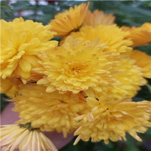 Chrysanthemum Grafenhausen