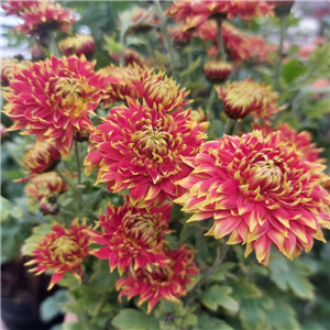 Chrysanthemum Granatapfel