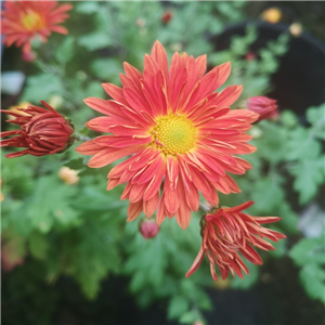 Chrysanthemum Marion