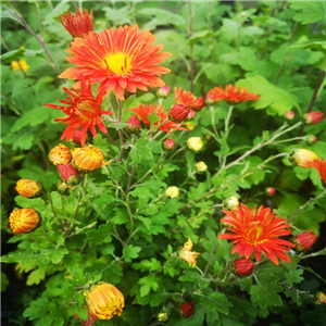 Chrysanthemum Marion