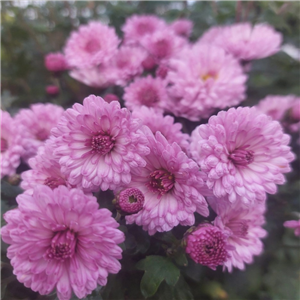 Chrysanthemum Mei-Kyo