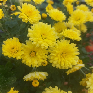 Chrysanthemum Nantyderry Sunshine