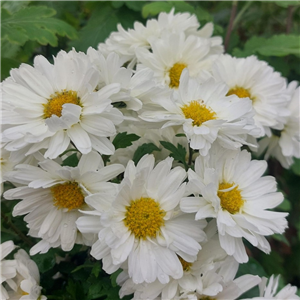 Chrysanthemum Poesie