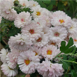 Chrysanthemum Purleigh White