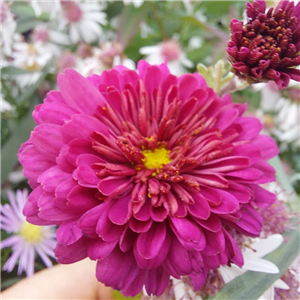 Chrysanthemum Roter Spray