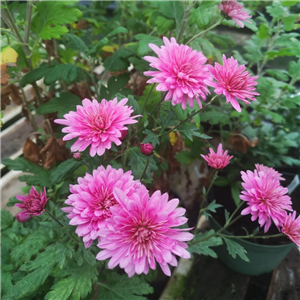 Chrysanthemum Sture G