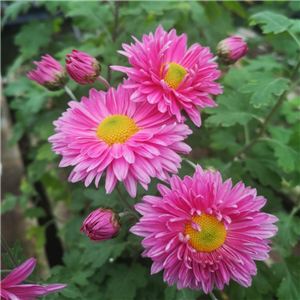 Chrysanthemum Vagabond Prince