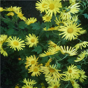 Chrysanthemum Wedding Sunshine