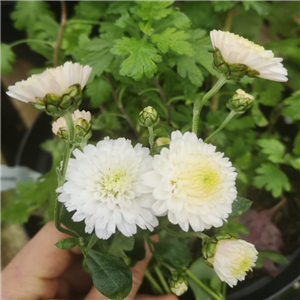 Chrysanthemum White Bouquet