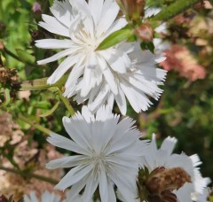 Cichorium intybus Alba