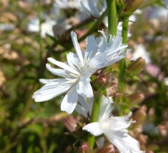 Cichorium intybus Alba