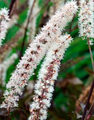 Cimicifuga (Actaea) simplex Black Negligee