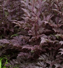 Cimicifuga (Actaea) simplex Black Negligee