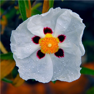 Cistus Snow Fire