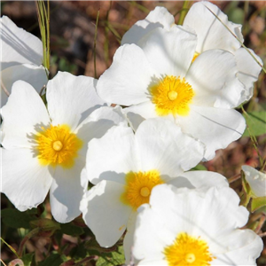 Cistus x obtusifolius Thrive