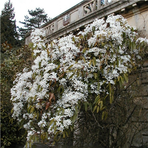 Clematis armandii