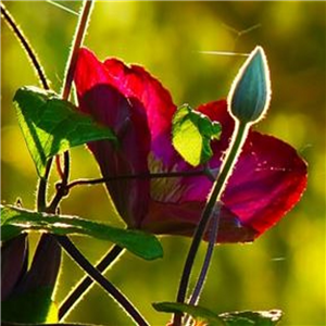 Clematis cirrhosa Lansdowne Gem