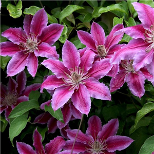 Clematis Dr. Ruppel