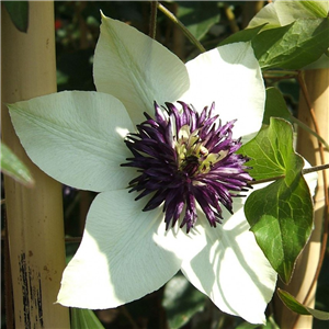 Clematis florida Sieboldii