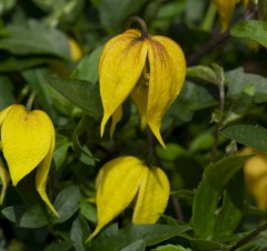 Clematis Little Lemons