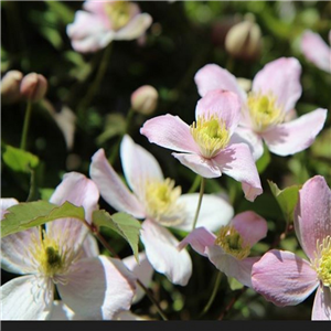 Clematis montana Fragrant Spring