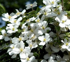 Clematis montana Grandiflora