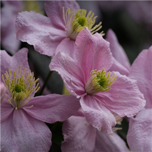 Clematis montana var. rubens