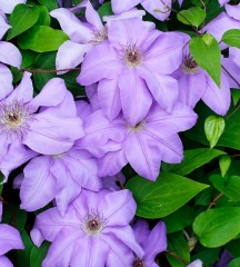 Clematis Mrs Cholmondeley