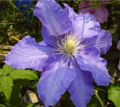 Clematis Mrs Cholmondeley