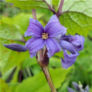 Clematis New Love