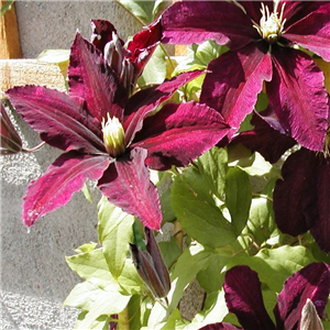 Clematis Niobe