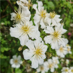 Clematis potaninii