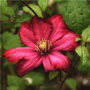 Clematis Rouge Cardinal