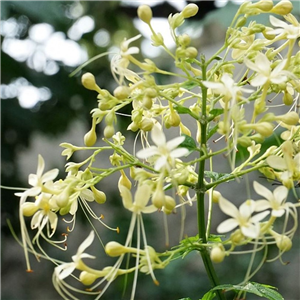 Clerodendrum trichotomum Shiro