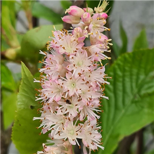 Clethra alnifolia Ruby Spice