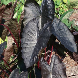 Colocasia Royal Hawaiian Diamond Head