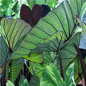 Colocasia Royal Hawaiian Punch