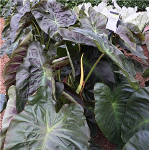 Colocasia Aloha