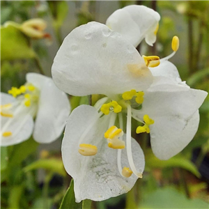 Commelina coelestis Alba