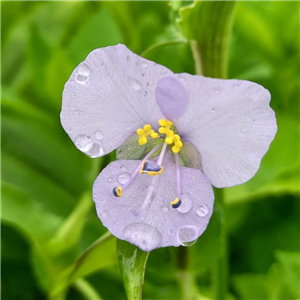 Commelina dianthifolia pale form