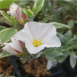 Convolvulus cneorum