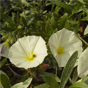 Convolvulus cneorum