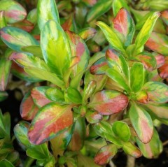 Coprosma Lemon and Lime