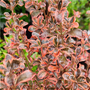 Coprosma Rainbow Surprise