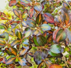 Coprosma Sunglow