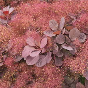 Cotinus coggygria Royal Purple